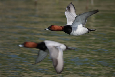 Common Pochard, males