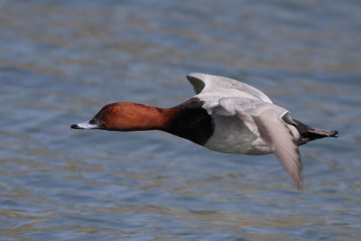 Common Pochard, male