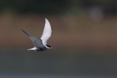Whiskered Tern