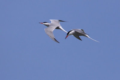 Common Tern