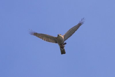 Eurasian Sparrowhawk, male, with prey