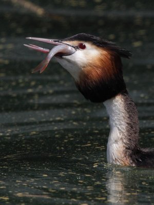 Great crested grebe, with fish