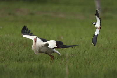 Northern Lapwing