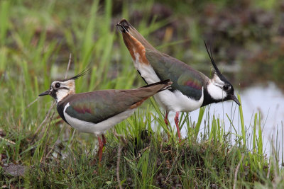 Northern Lapwing