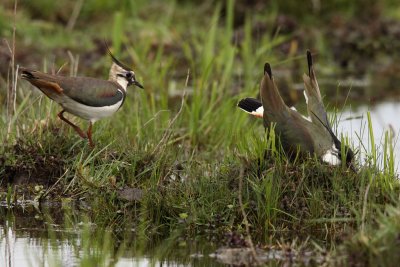 Northern Lapwing