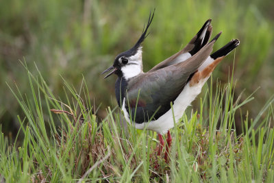 Northern Lapwing