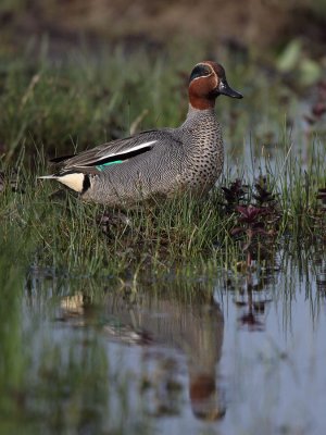 Teal, male