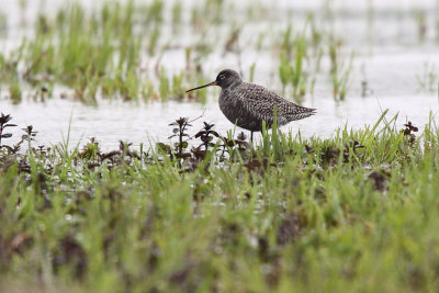 Spotted Redshank, mating plumage