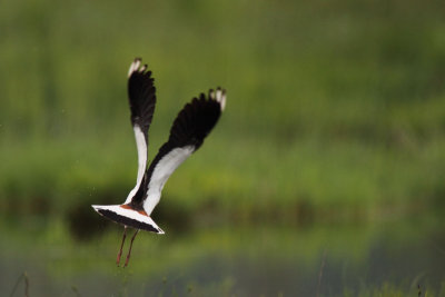 Northern Lapwing