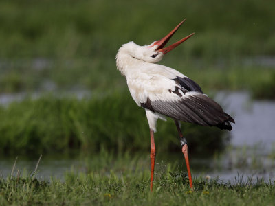 White Stork - Mating & Nesting
