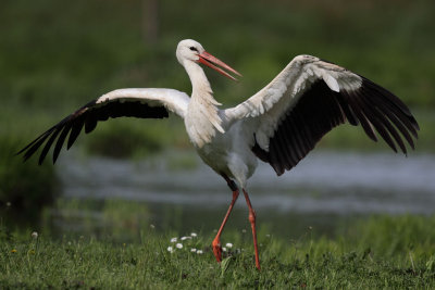 White Stork - Portrait