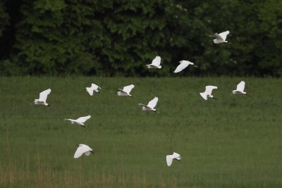 Little Egret
