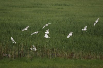 Little Egret
