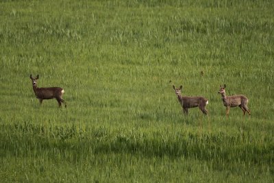 IMG_7937.JPG
