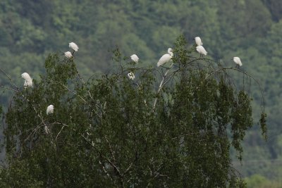Little Egret