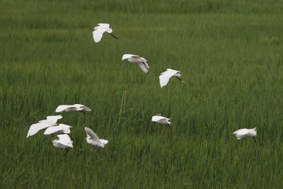 Little Egret