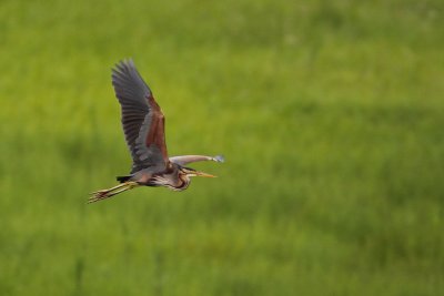 Purple Heron