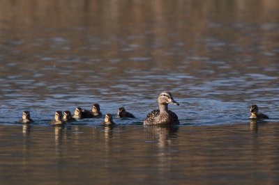 Mallard, young