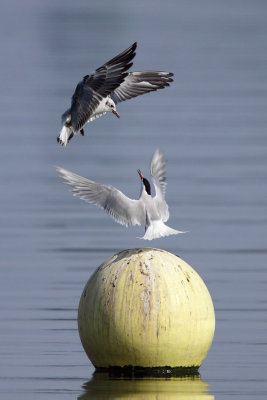 Common tern defending its perch