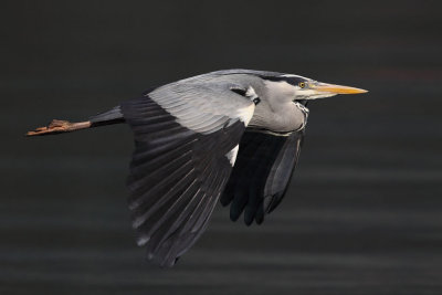 Grey heron, adult