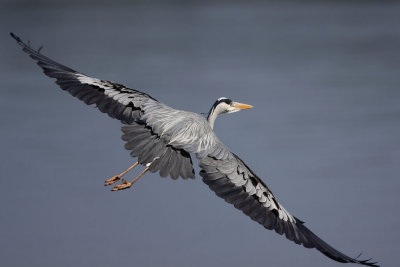 Grey heron, adult