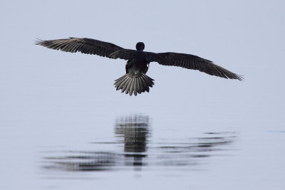 Cormorant