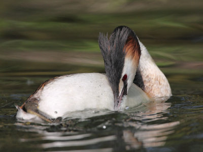 Great crested grebe, grooming