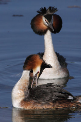 Great crested grebe, grooming