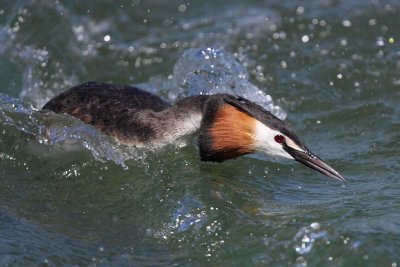 Great Crested Grebe