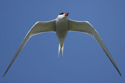 Common Tern