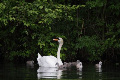 Mute Swan