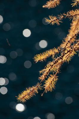 Larch at Lake Marmorera