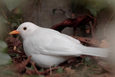 White Blackbird (leucistic)
