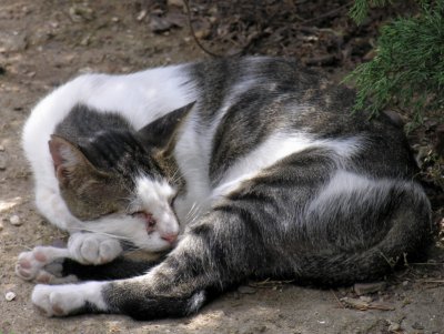 Lisboa, cat napping in the shadow