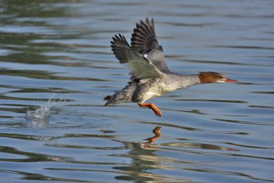 Goosander, female