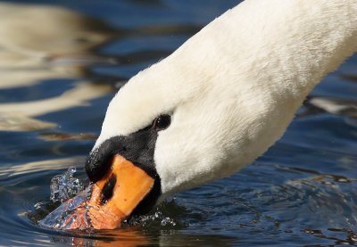 Mute Swan