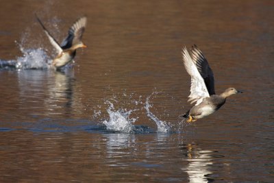 Gadwall