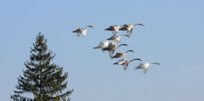 Mute Swan