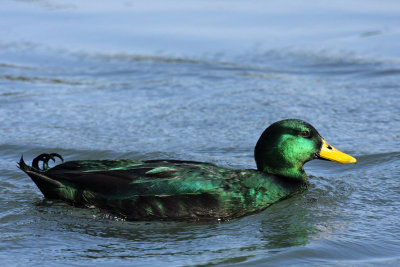 Hybrid Cayuga/Mallard ?