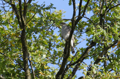 Eurasian Sparrowhawk