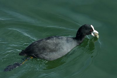 Coot, feeding on mussels