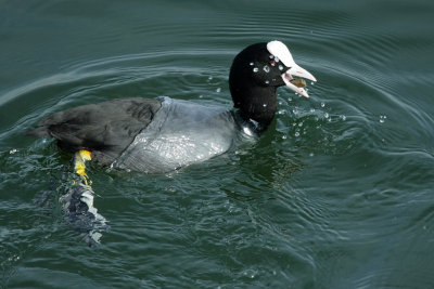 Coot, feeding on mussels