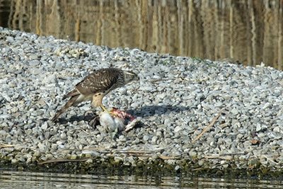 Northern Goshawk, juvenile