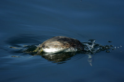 Great crested grebe, diving
