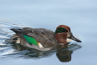 Teal, male