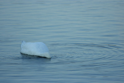Mute Swan