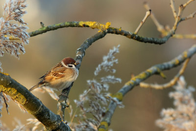 Tree Sparrow