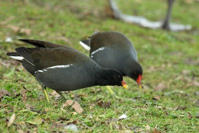 Common Moorhen