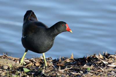 Common Moorhen