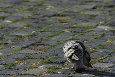 Feral Pigeon - Preening